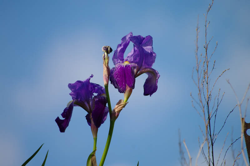 Lliri
Lliri blau. Feta al maig sobre la font de coll de Ferran
Paraules clau: Flor lliri blau Iris germanica