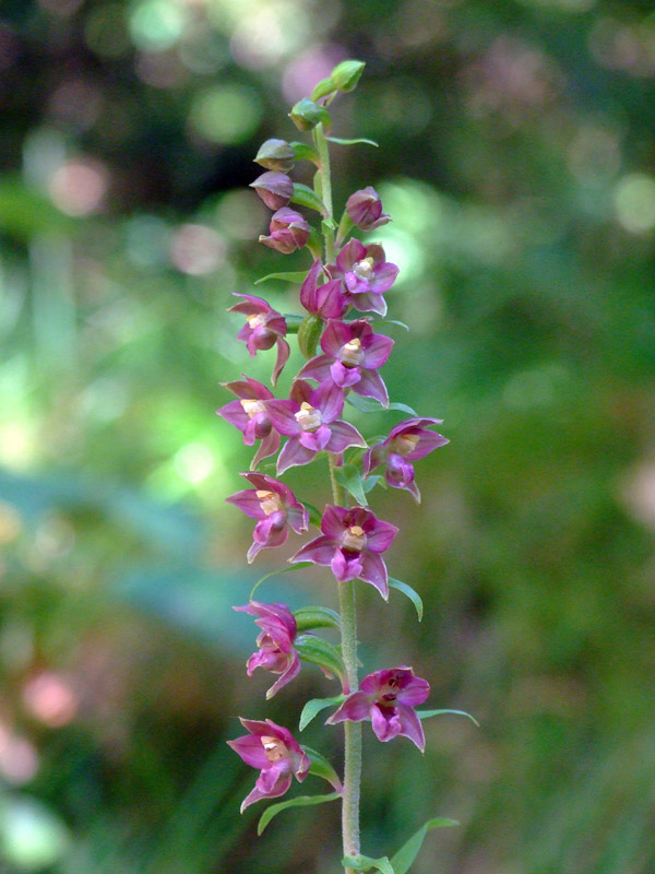 Epipactis
Quan l'estiu està avançat, i la majoria de les orquídies ja s'han pansit, és l'hora de les Epipactis.  
Els boscos de Lillet acullen ben bé fins  a sis espècies d'aquest gènere, no sempre fàcils de distingir entre elles. En aquest cas es tracta d'una E.helleborine, d'una tonalitat molt més vermellosa del que és habitual, que creixia a mitjan agost  sota una cinglera del Catllaràs.
