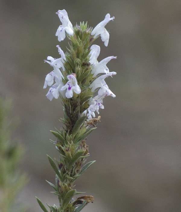 Sajolida
A la farmaciola o al rebost. Com totes les labiades aromàtiques, la sajolida és una planta molt humanitzada, amb un llarg historial d'usos
