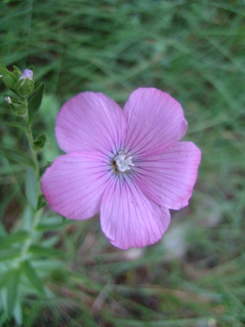 Linum viscosum
