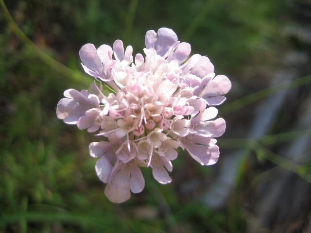 knautia arvensis (escabiosa)(vidua borda)
