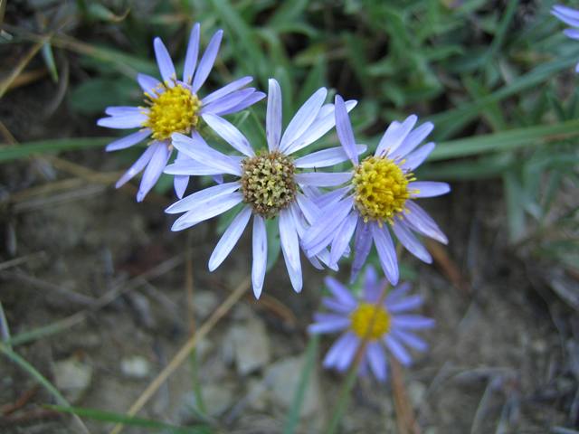 Aster
