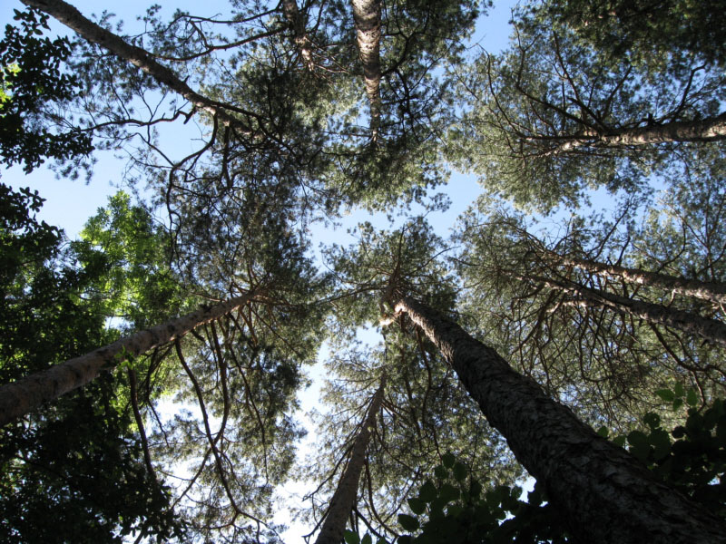 Cel de Ca l'Artigas
Si a dins del bosc mires cap amunt et trobes uns arbres massa grans i que atapaieixen el cel.
