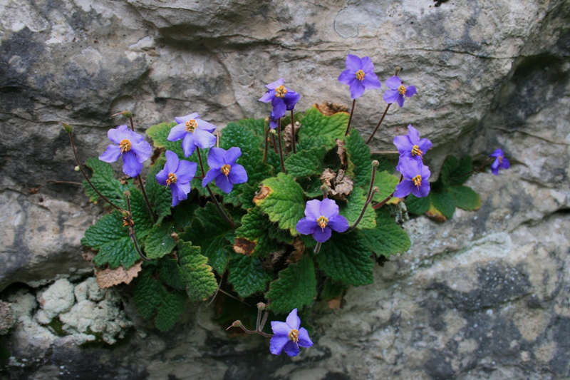 Orella d`os
Una de les joies dels nostres boscos, l`orella d`os. Una flor que forma part de la vegetació tropical que va ocupar els Pirineus fa milions d`anys. 
