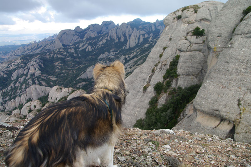 Una Duna a Montserrat
Durant la sortida de l'AEL (5/3/2011)
Paraules clau: Montserrat AEL