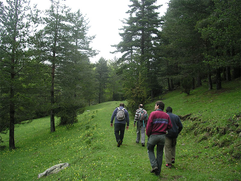 Pujant cap a la collada de Sant Miquel
Preparació de la caminada 08. Entre Cabanelles i Cal Serra
Paraules clau: caminada ael