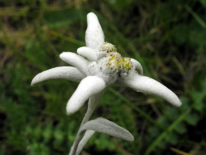 Flor de Neu
Flor de neu, al Catllaràs
Paraules clau: Flor neu Catllaràs