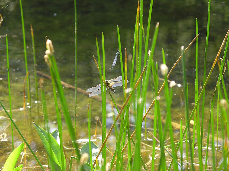 Espiadimonis
Al Gorg de la lleona. No va ser fàcil fotografiar-los.
