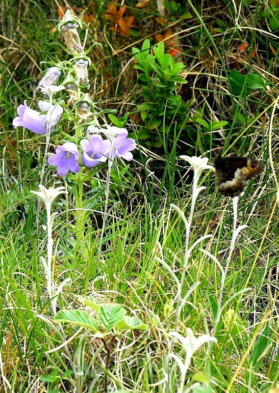 polinització  flor de neu
