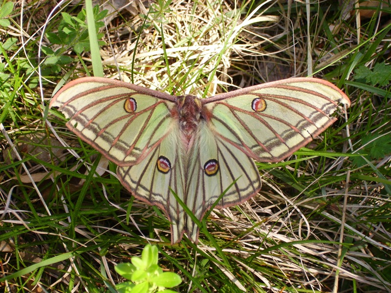 Graellsia Isabelae
