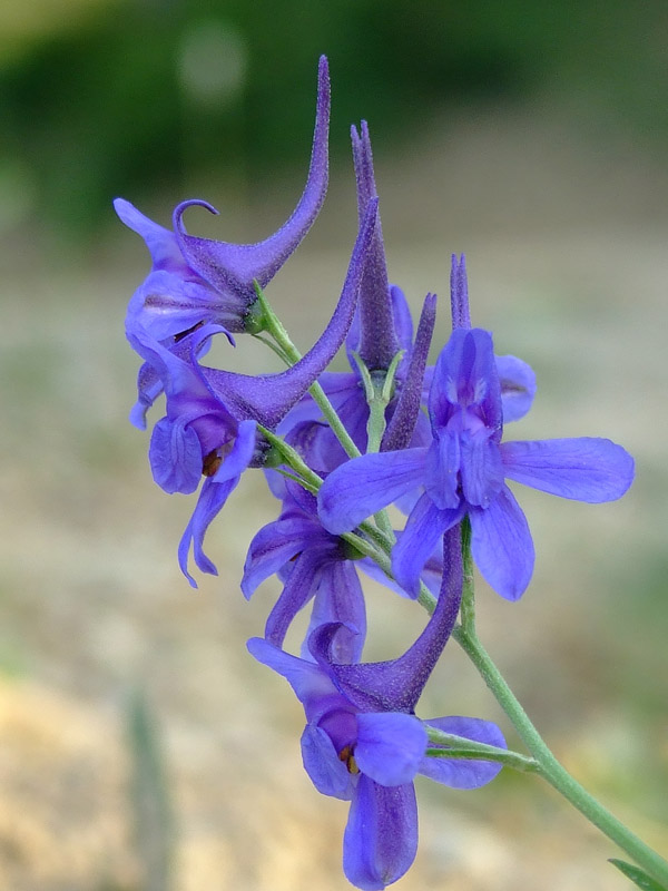 Delphinium
Esperó dels sembrats. Se'l pot veure a l'estiu en alguns marges. La flor és realment complexa i en destaca el llarg esperó.
