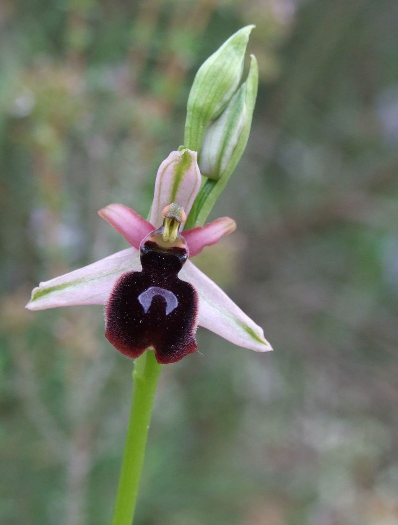 Ophrys catalaunica
La més nostrada ophrys. La natura, però, gestiona els símbols amb els seus propis criteris, i li resulta més efectiu aquest dibuix que ostenta el label que el clàssic de les quatre barres.
Del Catllaràs, 23-5-09
