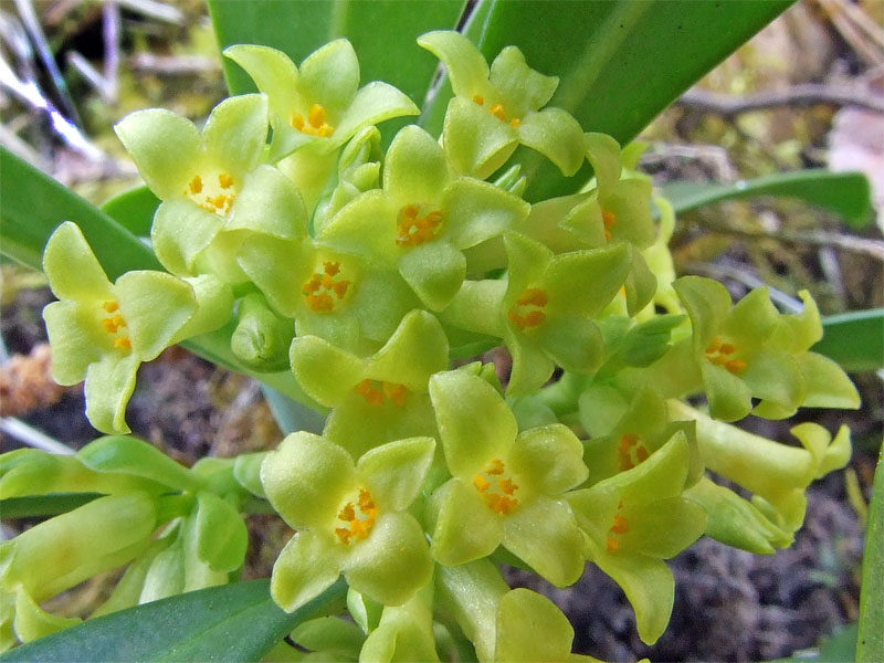 Daphne laureola
El bosc és plè d'aquestes flors des de finals de l'hivern, encara que sovint passin desaparcebudes tot penjant del l'arbust.
