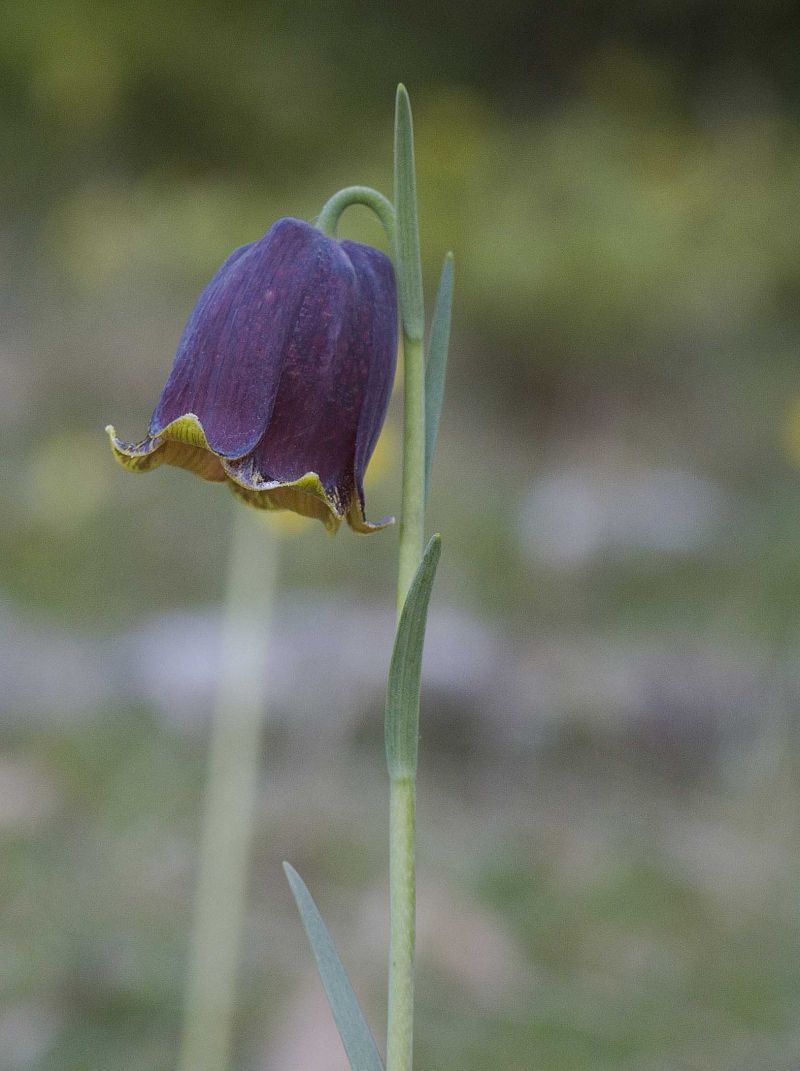 Fritillaria
Delicada liliàcia. Localment nombrosa en indrets molt concrets. S'ha trobat al capdamunt del Catllaràs, però també al costat del casc urbà.
