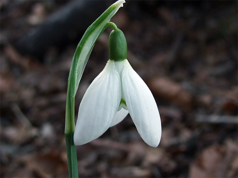 Galanthus nivalis
El lliri de neu. Floreix a l'alta muntanya de febrer a març, just després de la fusió de la neu. Una de les concrecions més delicades i virginals de la nostra flora
