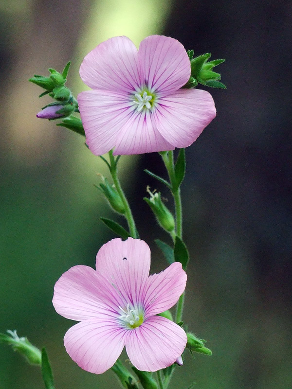 Linum viscosum
El lli rosat, abundant a l'estiu per prats i clarianes.
