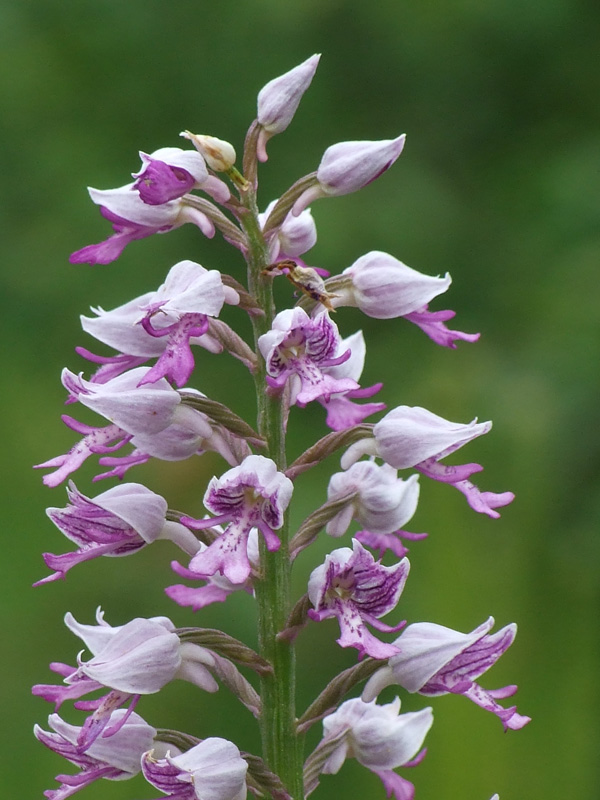 Orchis militaris
Encara que normalment fan basarda, hi han militars que abelleix molt de trobar. La Orchis militaris és una de les joies de la nostra flora. Fa les seves parades a les mulleres i prats humits al final de la primavera.
