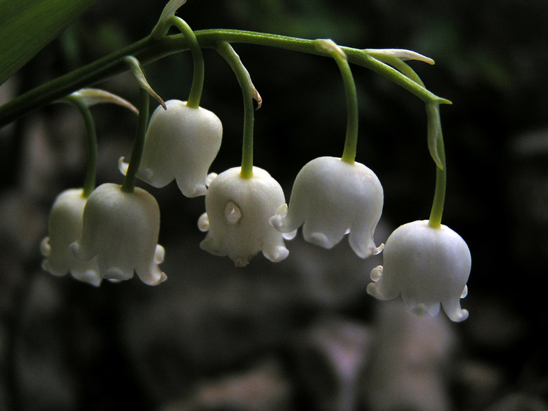 Muguet
Diuen que les fades i els oriols poden sentir el dringueig encisador de les campanetes de muguet enmig del bosc. D'aquesta manera troben facilment la planta i festegen al seu recer. 
Si n'ensopegueu alguna, acosteuvos-hi amb cura, per no destorbar el seu joc...
