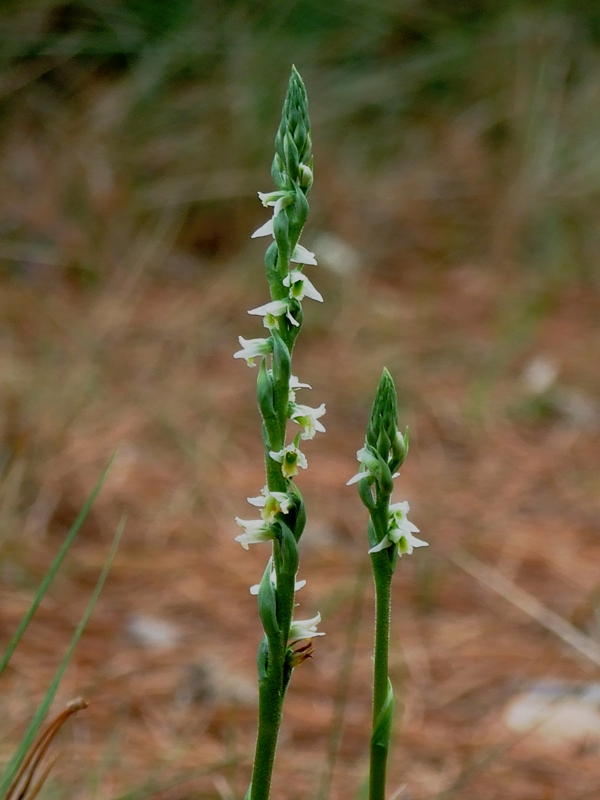 Spiranthes spiralis
Espirant de tardor. La darrera orquídia de la temporada. Sol florir entre els herbeis dels prats secs de setembre. Si algú no confirma el contrari (no cal dir que seria una excel.lent notícia), els peus que es poden trobar a Lillet són comptats.
