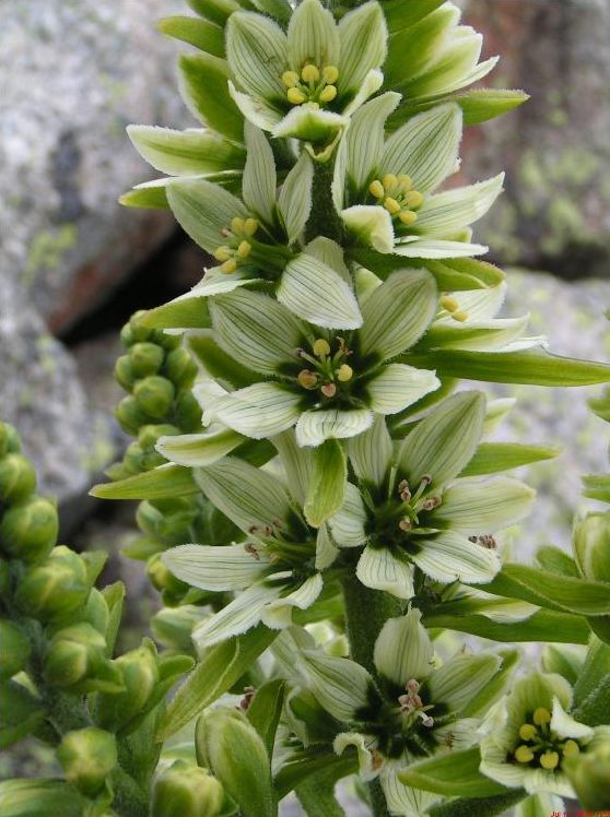 Veladre
El Veratrum album, molt corrent als prats humits del Catllaràs. És una planta d'un gran port, esvelta i de fulles molt grans amb nervis paral.lels. Inconfusible. És molt tòxica i la nostra relació amb ella no hauria d'anar més enllà de la contemplació plaent o la imatge fotogràfica
