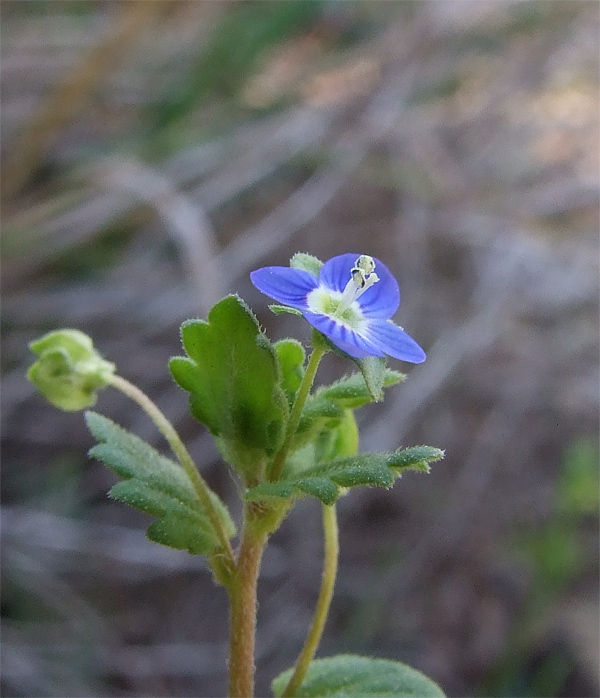 Verònica
La verònica, malgrat la seva bellesa, és una flor molt vulgar (en el sentit de comú). Amiga dels sols nitrogenats, freqüenta les vores de camins, els marjals dels horts, els descampats dels afores o dels dintres del poble. Segur que tots n'haurem trepitjat a milers. Cal acotar-se i acostar-se al terra per distingir aquests humils diamants blaus.
