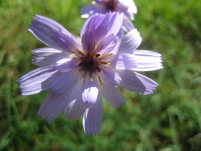 Catananche caerulea (cervellina)
