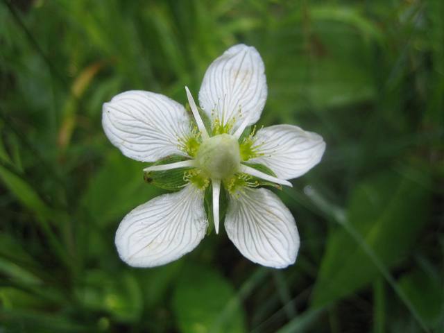 Parnassia palustris
