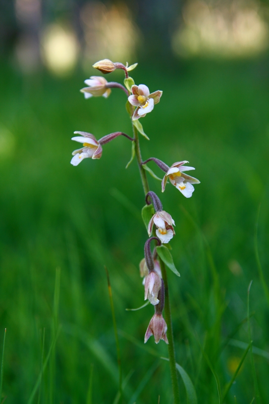 Epipactis palustris
Una Epipactis palustris, trobada aquest estiu passat al Gorg de la Lleona.
