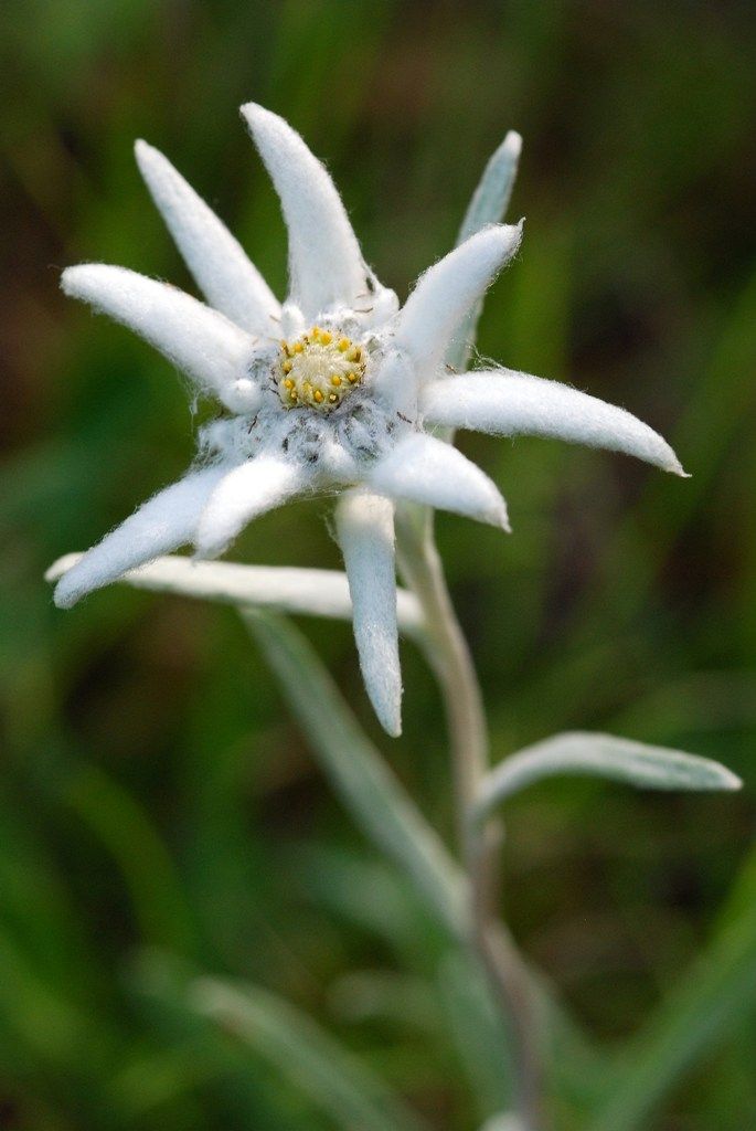 Flor de Neu
Una altre de les bellezes naturals que tenim al catllaras el Leontopodium alpinum, la flor mes amblamatica de la montanya.
