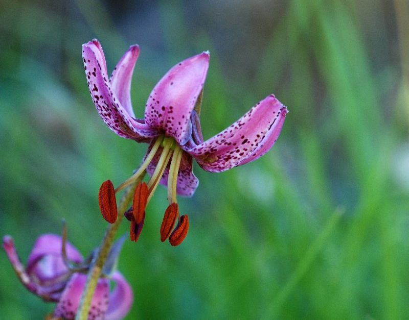 Marcolic vermell
Una altre de les maravelles en flora que tenim al catllaras,el Lilium martagon,una flor de les mes bonicas que  podem trova.
