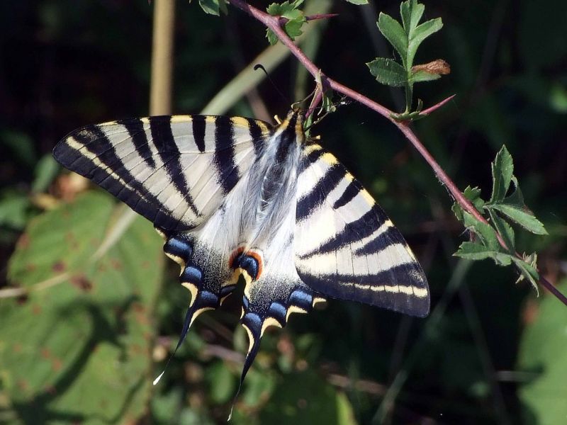 Iphiclides
La grossa i vistosa papallona Iphiclides és relativament fàcil de detectar pels voltants del poble. És una mica vergonyosa i cal tenir força paciència per trobar el moment que s'aturi prou estona per captar-ne l'imatge.
Aquesta es va deixar retratar al costat de la Font del Pla
